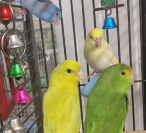 Parrotlet and cage