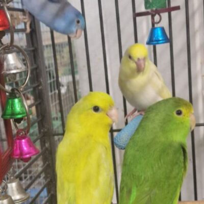 Parrotlet and cage