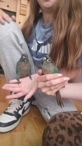 Hand reared conures