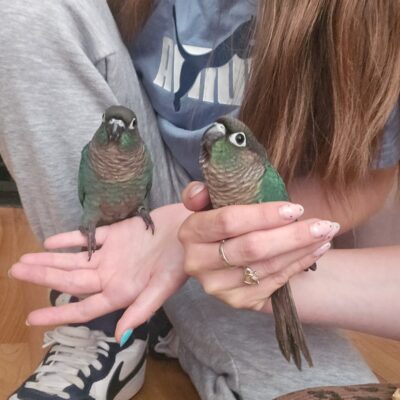 Hand reared conures