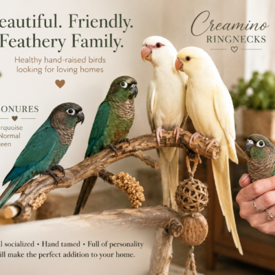 Beautiful creamino ringnecks