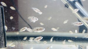Small Texas cichlids