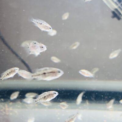 Small Texas cichlids