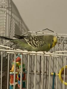 Lonely budgie looking for company