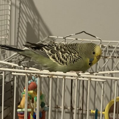 Lonely budgie looking for company