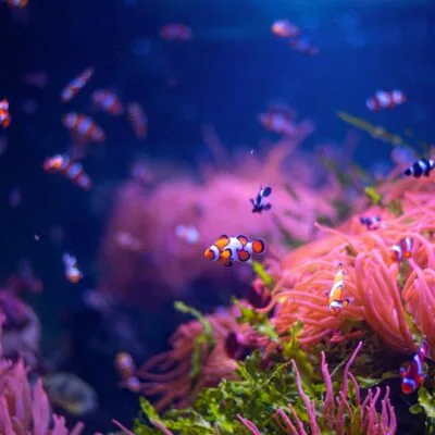 Fish