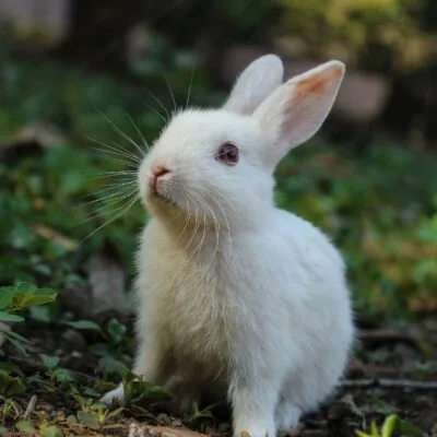 Rabbit