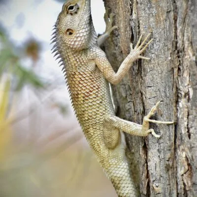 Reptile
