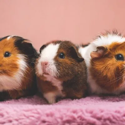 Small pet
