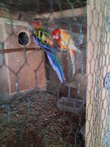 Young rosella's and pairs of rosella's.