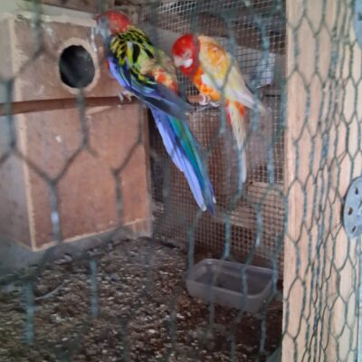 Young rosella's and pairs of rosella's.