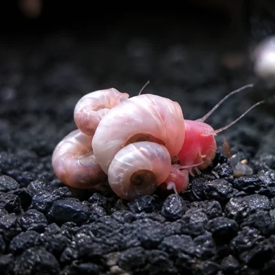 Pink Ivory Ramshorn Snail 10 Pack — JustKeepShrimping