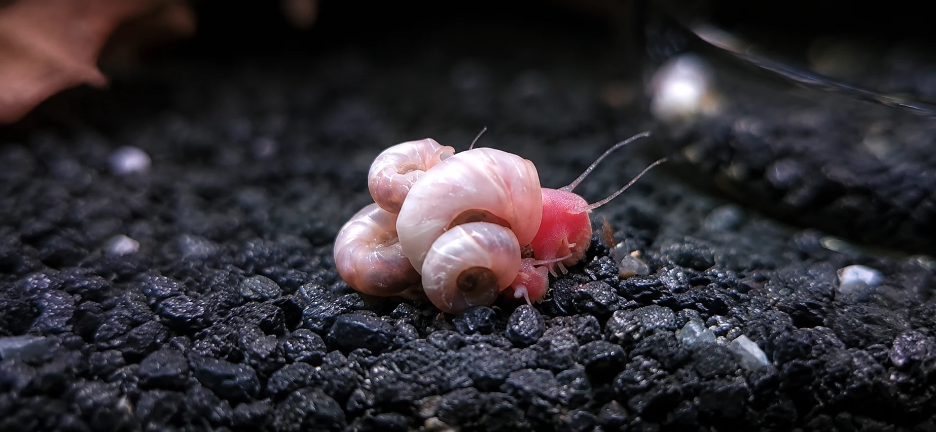 Pink Ivory Ramshorn Snail 10 Pack — JustKeepShrimping