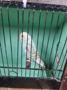 Aviary Bred Budgie