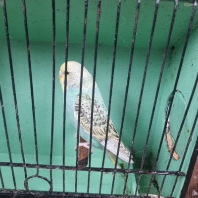 Aviary Bred Budgie