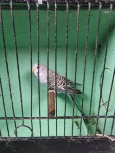 Aviary Bred Budgie