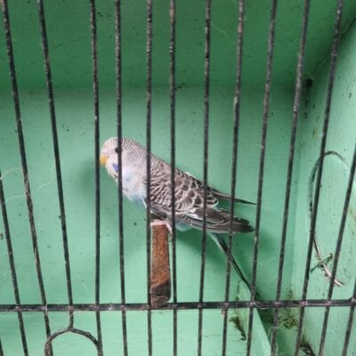 Aviary Bred Budgie