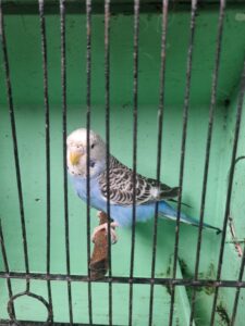 Aviary Bred Budgie