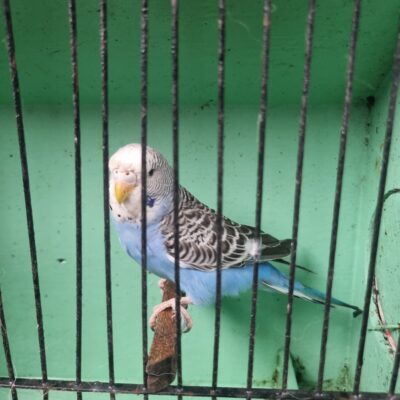 Aviary Bred Budgie