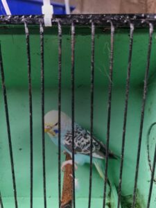 Aviary Bred Budgie