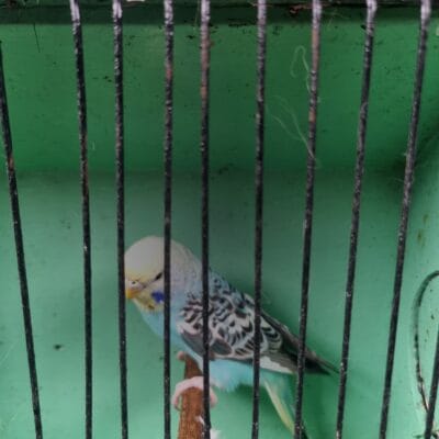 Aviary Bred Budgie