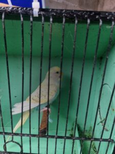 Aviary Bred Budgie