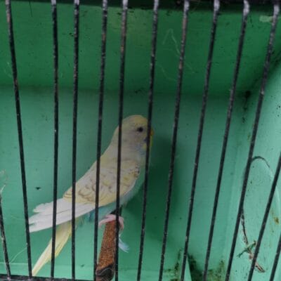 Aviary Bred Budgie