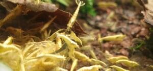 Yellow Neon Yellow Eyes Starter Colony — JustKeepShrimping