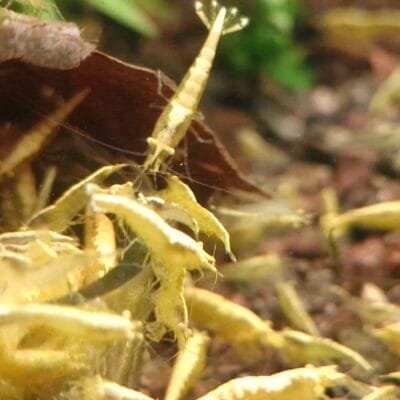 Yellow Neon Yellow Eyes Starter Colony — JustKeepShrimping