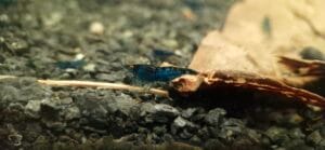 Mid Grade: Blue Dream Orange Eyes Neocaridina davidi JustKeepShrimping
