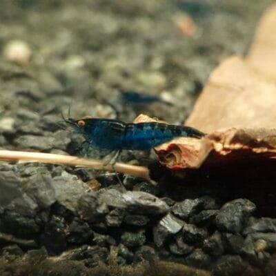 Mid Grade: Blue Dream Orange Eyes Neocaridina davidi JustKeepShrimping