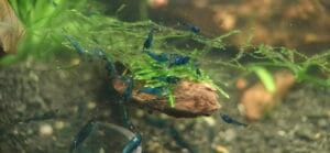 Blue Dream Orange Eyes Starter Colony — JustKeepShrimping