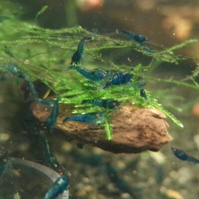 Blue Dream Orange Eyes Starter Colony — JustKeepShrimping