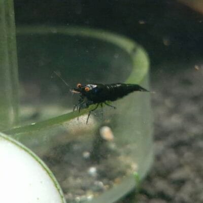 High Grade: Obsidian Black Orange Eyes Neocaridina davidi JustKeepShrimping