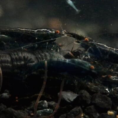 Starter Colony 15: Obsidian Black Orange Eyes Neocaridina davidi JustKeepShrimping