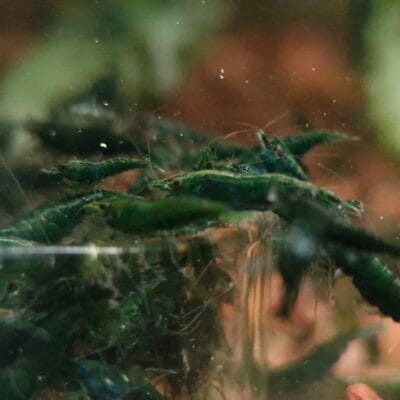 Dark Green Jade Breeder Colony — JustKeepShrimping