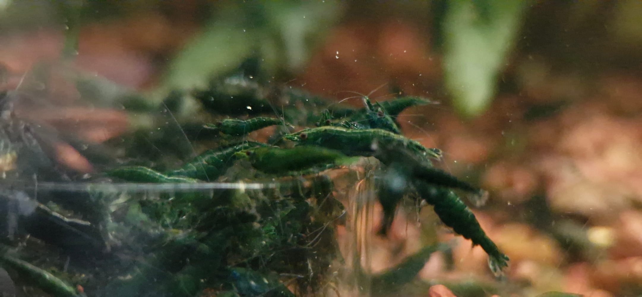 Dark Green Jade Breeder Colony — JustKeepShrimping