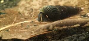 Tylomelania sp. Yellow Spot (Young) — JustKeepShrimping