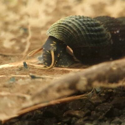 Tylomelania sp. Yellow Spot (Young) — JustKeepShrimping