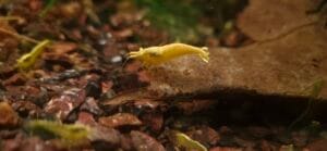 Yellow Neon Yellow Eyes Variant — JustKeepShrimping