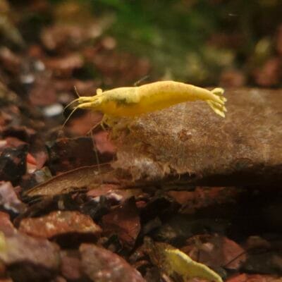 Yellow Neon Yellow Eyes Variant — JustKeepShrimping