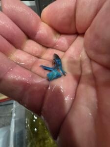 Juvenile Bettas