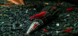 High Grade: Bloody Mary Orange Eyes Neocaridina davidi JustKeepShrimping