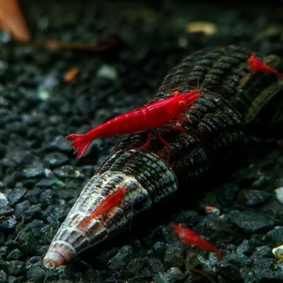 Mid Grade: Bloody Mary Orange Eyes Neocaridina davidi JustKeepShrimping