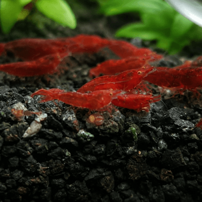 Starter Colony 15: Bloody Mary Orange Eyes Neocaridina davidi JustKeepShrimping