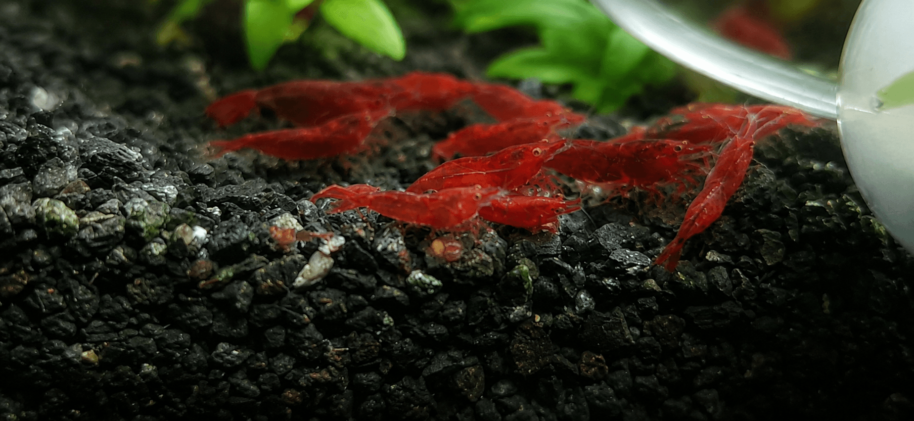 Starter Colony 15: Bloody Mary Orange Eyes Neocaridina davidi JustKeepShrimping