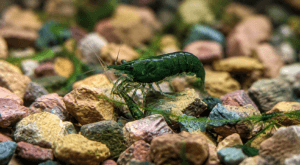 Dark Green Jade — JustKeepShrimping