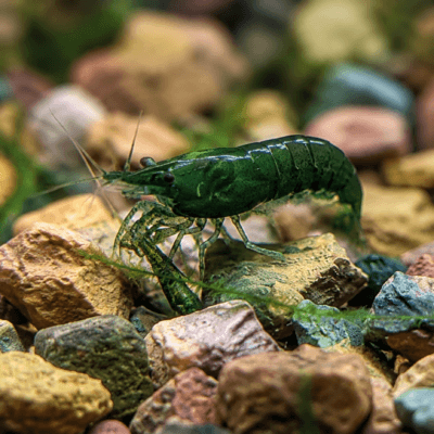 Dark Green Jade — JustKeepShrimping