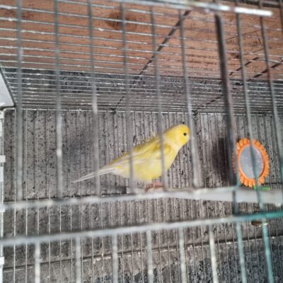 Budgie
