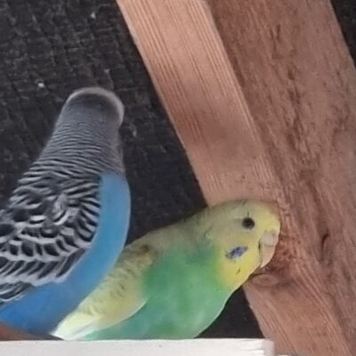 Budgie